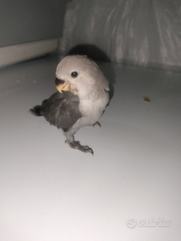 Inseparabili Allevati a Mano