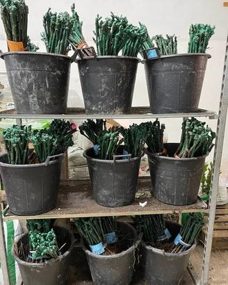 BARBATELLE DI UVA DA TAVOLA