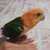 Caicco testa arancio allevato a mano