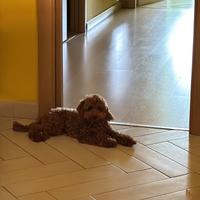 Barboncino red per accoppiamento