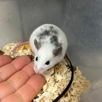 Adorabili TOPI MUCCA - Praomys natalensis