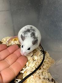 Adorabili TOPI MUCCA - Praomys natalensis