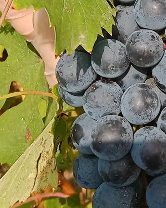 uva da fare il vino  di qualità 