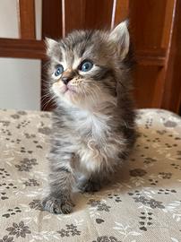 Gatti Siberiani