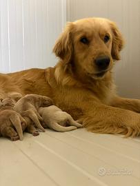 Golden retriever americano