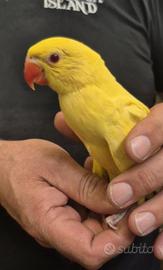 Baby Parrocchetto dal collari lutini