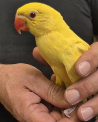 Baby Parrocchetto dal collari lutini