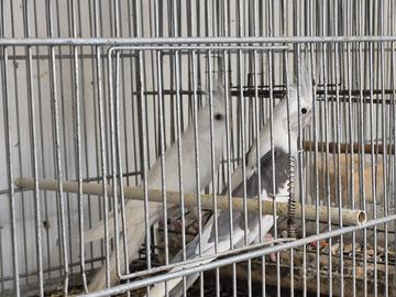 Calopsite coppie riproduttive