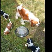 3 Cuccioli di Cavalier King Charles Spaniel