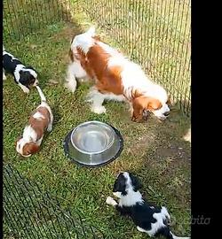 3 Cuccioli di Cavalier King Charles Spaniel