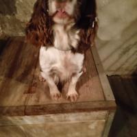 Cocker inglese femmina