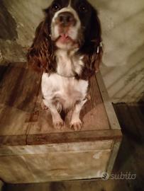 Cocker inglese femmina