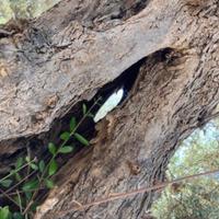 U.l.i.v.i centenari produttivi e ornamentali