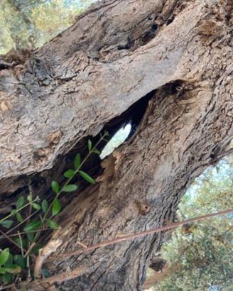 U.l.i.v.i centenari produttivi e ornamentali