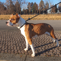 Amstaff (American Staffordshire terrier) femmina