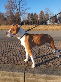 Amstaff (American Staffordshire terrier) femmina