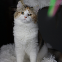 Cuccioli di gatto siberiano