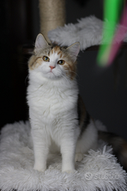 Cuccioli di gatto siberiano