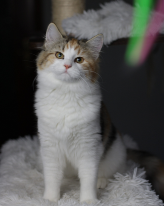 Cuccioli di gatto siberiano