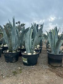 agave blu 