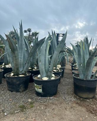 agave blu 