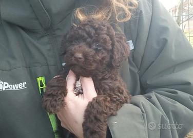 Lagotto romagnolo con pedigree