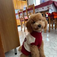 Barboncino da accoppiamento