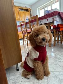 Barboncino da accoppiamento