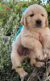 Super Cuccioli di..Golden Retriever!