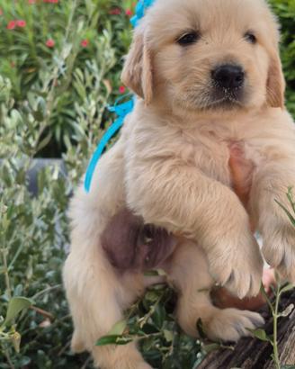 Super Cuccioli di..Golden Retriever!