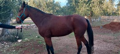 Cavallo