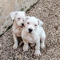 DOGO Argentino