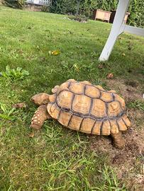 Testudo Sulcata