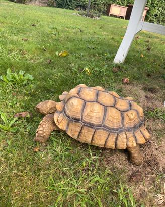 Testudo Sulcata