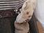 Immagine 6