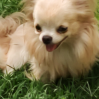 Cani di piccola taglia