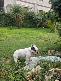 Bulldog Francese Femmina