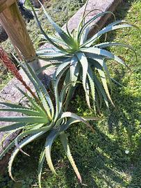 panta di aloe