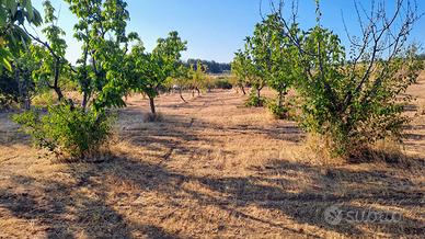 Vendita terreno agricolo