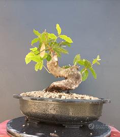 Bonsai