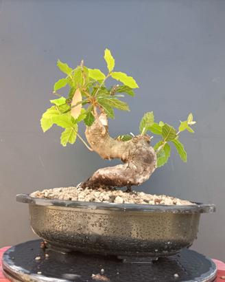 Bonsai