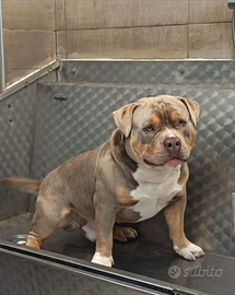 American Bully Pocket MONTA