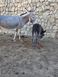 Asina sarda con puledrina