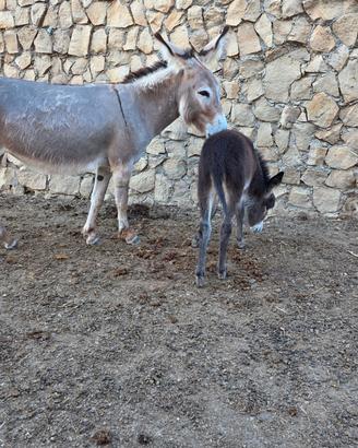 Asina sarda con puledrina
