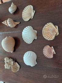 lotto conchiglie marine