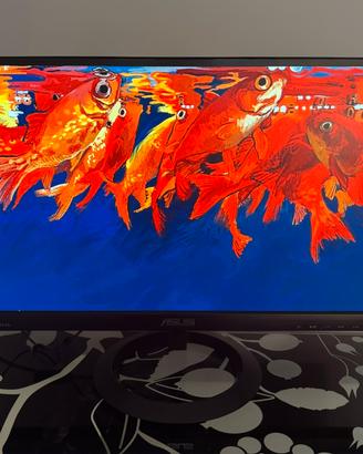 Schermo Asus 23 pollici