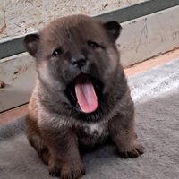 Shiba inu cuccioli