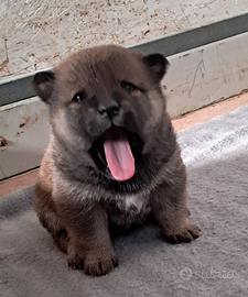 Shiba inu cuccioli