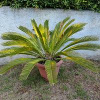 Pianta di Cycas Revoluta in vaso