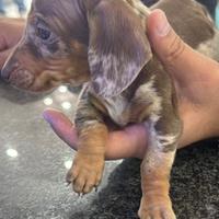 Cuccioli di bassotto allercchino ciocomerle